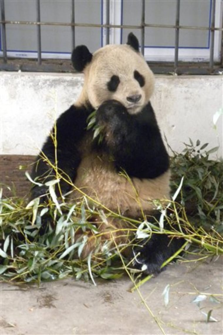 The giant panda Yangguang in the Wulong Panda Research Unit in Sichuan Province. China is sending a pair of giant pandas to the Edinburgh Zoo in Scotland as the Asian nation's deputy leader visits the U.K. to boost relations. 
